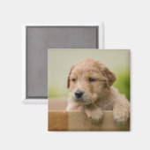 ゴールデンレトリバーの子犬の箱 マグネット (正面/裏面)