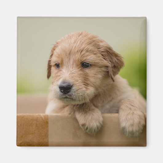 ゴールデンレトリバーの子犬の箱 マグネット (正面)