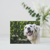 ゴールデンレトリバーの子犬引っ越しましたの新しいアドレス 案内ポストカード (スタンド正面)