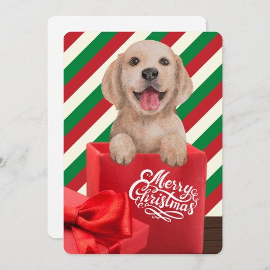 ゴールデンレトリバーの子犬 ギフトボックス 赤と緑のストライプ シーズンカード (正面/裏面)
