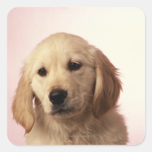 ゴールデンレトリバーの子犬 スクエアシール (正面)