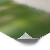 ゴールデンレトリバーの子犬 ポスター (角)