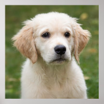 ゴールデンレトリバーの子犬