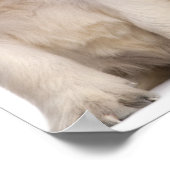 ゴールデンレトリバーの子犬(4週間) ポスター (角)