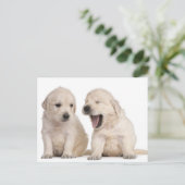ゴールデンレトリバーの子犬（4週間） ポストカード (スタンド正面)
