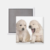 ゴールデンレトリバーの子犬(4週間) マグネット (正面/裏面)