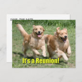 ゴールデンレトリバーの犬たち 再会 案内ポストカード (正面/裏面)
