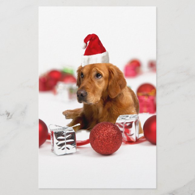 ゴールデンレトリバーの犬 赤いサンタ帽子 クリスマス (正面)