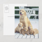 ゴールデンレトリバーは比較的でモダン、 ポストカード (正面/裏面)