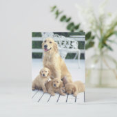 ゴールデンレトリバーは比較的でモダン、 ポストカード (スタンド正面)