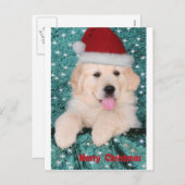 ゴールデンレトリバークリスマスパピー シーズンポストカード (正面/裏面)