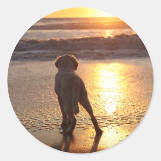 ゴールデンレトリバーステッカー ラウンドシール (正面)