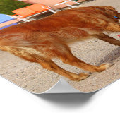 ゴールデンレトリバーズアットザブルースワローモーテル ポスター (角)