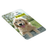 ゴールデンレトリバードウオンフェンスお前は私の太陽の光 マグネット (右側)