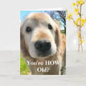 ゴールデンレトリバードッグあなたはどのように古い誕生日 カード (黄色い花)