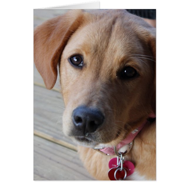 ゴールデンレトリバードッグ (正面)