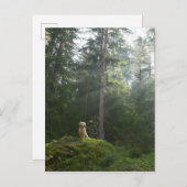 ゴールデンレトリバードッグ |松の森 ポストカード (正面/裏面)