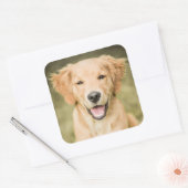 ゴールデンレトリバーパピーのポートレート スクエアシール (封筒)