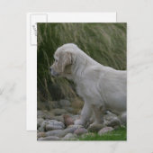 ゴールデンレトリバーパピースタンディング ポストカード (正面/裏面)
