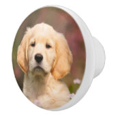 ゴールデンレトリバーパピーポートレート セラミックノブ (右)