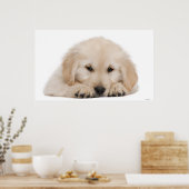 ゴールデンレトリバーパピー2 ポスター (キッチン)