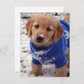 ゴールデンレトリバーパピー ポストカード (正面/裏面)