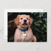 ゴールデンレトリバーパピー ポストカード (正面/裏面)