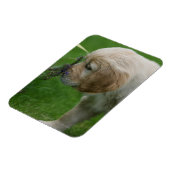 ゴールデンレトリバーパピー マグネット (左側)