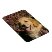 ゴールデンレトリバーパピー マグネット (右側)