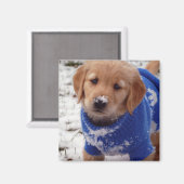 ゴールデンレトリバーパピー マグネット (正面/裏面)