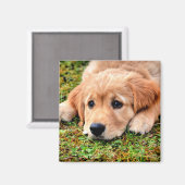 ゴールデンレトリバーパピー マグネット (正面/裏面)