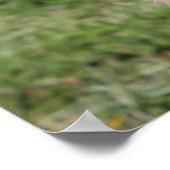 ゴールデンレトリバーヘッドショット1 ポスター (角)