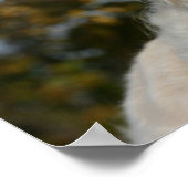 ゴールデンレトリバーヘッドショット3 ポスター (角)