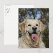 ゴールデンレトリバーヘッドショット3 ポストカード (正面/裏面)