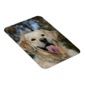 ゴールデンレトリバーヘッドショット3 マグネット (右側)