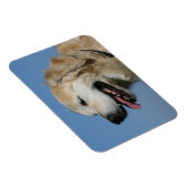 ゴールデンレトリバーヘッドショット4 マグネット (右側)