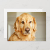 ゴールデンレトリバーポートレート ポストカード (正面/裏面)