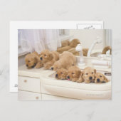 ゴールデンレトリバーモダンーは比較的高い ポストカード (正面/裏面)