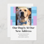 ゴールデンレトリバー引っ越しましたペットドッグフォトムービング 案内状 (正面/裏面)