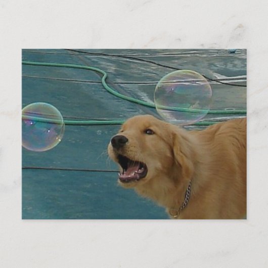 ゴールデンレトリバー愛 ポストカード (正面)