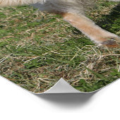 ゴールデンレトリバー歩く ポスター (角)