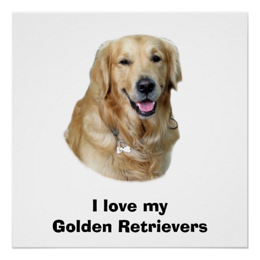ゴールデンレトリバー犬の写真ポートレート ポスター (正面)