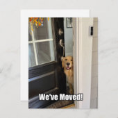 ゴールデンレトリバー犬の引っ越しましたのアドレス変更 案内ポストカード (正面/裏面)
