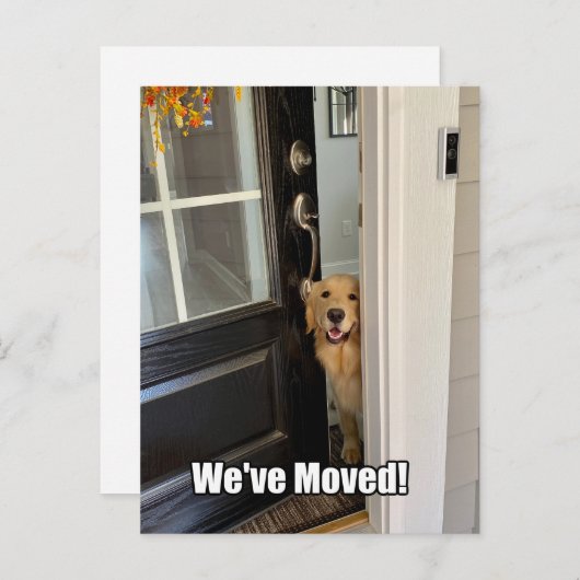 ゴールデンレトリバー犬の引っ越しましたのアドレス変更 案内ポストカード (正面/裏面)