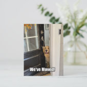 ゴールデンレトリバー犬の引っ越しましたのアドレス変更 案内ポストカード (スタンド正面)