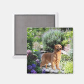 ゴールデンレトリバー磁石 マグネット (正面/裏面)