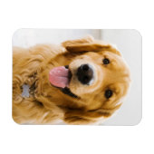 ゴールデンレトリバー笑い マグネット (横)