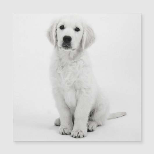 ゴールデンレトリバー (正面)