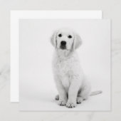 ゴールデンレトリバー (正面/裏面)