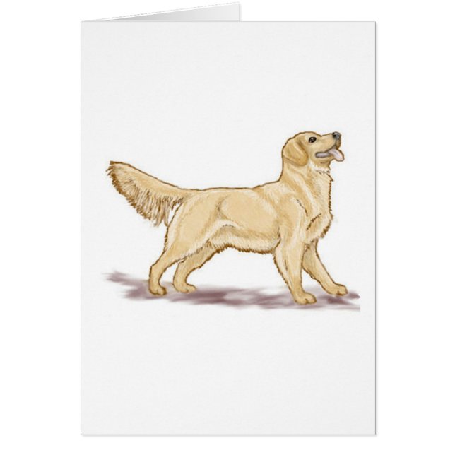 ゴールデンレトリバー (正面)